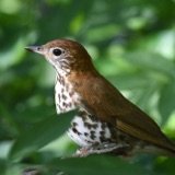 The Wood Thrush as a Symbol for Inner Peace