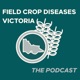 The risk of stripe rust in 2023