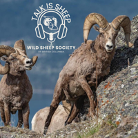 Sheep Shape with Chad Hall