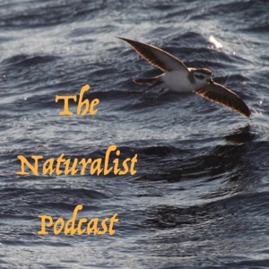 The Naturalist Podcast Episode 30: Lev in Ethiopia with Endemics, Many Quelea, and the Pantene Monkeys