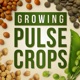 Growing Pulse Crops