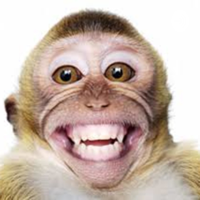 Crazy Monkey podcast
