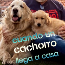 Bienvenido #cachorro mi primer #perro que debo hacer en #casa