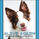 Alive Again - Episode 69 Definition of Alive Again for a Pet Animal- Earth Life, Afterlife and Animal Life after Death- Reincarnation