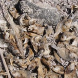 Birds Winter at the Salton Sea