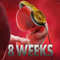 8 Weeks - Realm of Collectors podcast