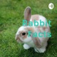 Fun Rabbit facts