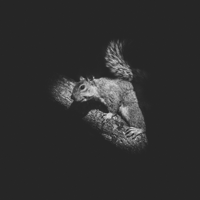 Squirrel Talk podcast