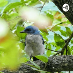 El Canto De Los Pájaros 