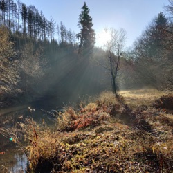 Die Gänsemagd