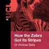 How the Zebra Got Its stripes – Getting to the heart of Pattern Formation - Audio artwork