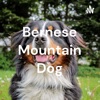 Bernese Mountain Dog artwork