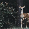 Chasing The Deer artwork