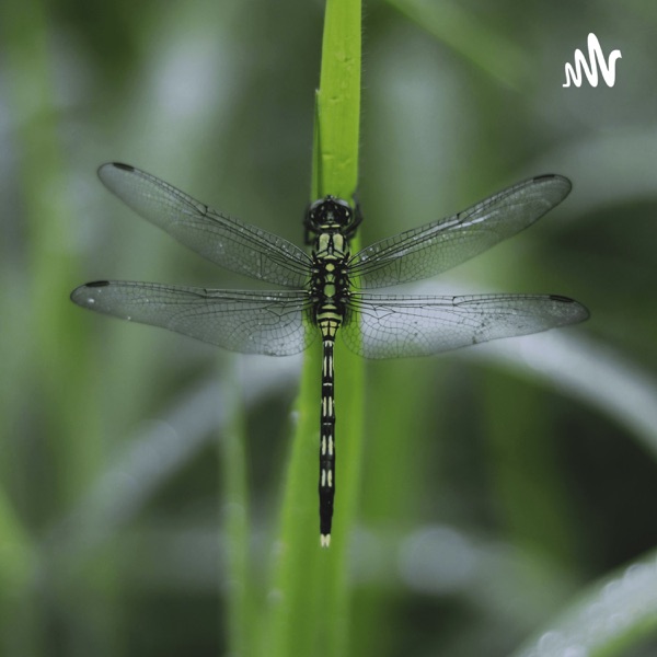 Dragonfly Contamination Detector Artwork