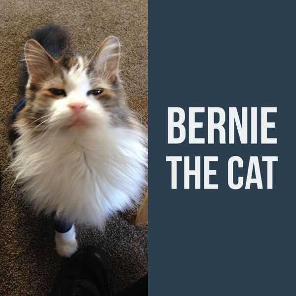 Bernie The Cat Artwork