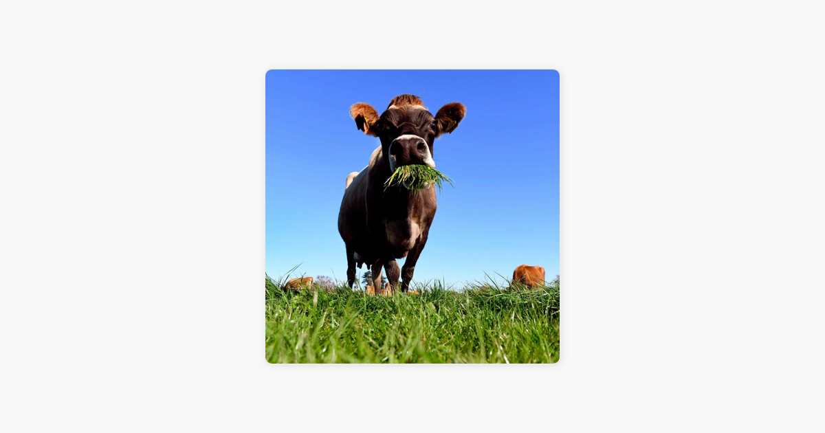 Dump On The Ump: Top O' The Crock: The Great Beef Episode on Apple Podcasts