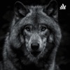 Wolf Life artwork