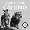 Animals Are Calling artwork