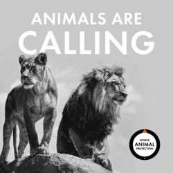 Animals Are Calling