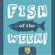 Fish of the Week!