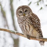 The Freedom Song: Harriet Tubman’s Barred Owl Call