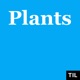 TIL: Plants