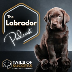 #22 - Tails of Rosco the Labrador: Adolescence, Hormones and Road-trips.