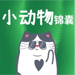 荷兰猪与仓鼠的区别