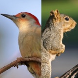 Squirrel or Bird?