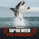 S4 Ep.14: What is the Status of Sharks in our Oceans? – Shawn Heinrichs