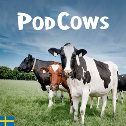 Kalvningssvårigheter med August Nilsson, Distriktsveterinärerna