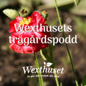 Wexthusets trädgårdspodd - Wexthuset