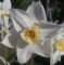 Everyday Buddhism: A Jodo Shinshu Buddhism Podcast