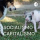 SOCIALISMO × CAPITALISMO