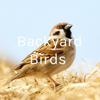 Backyard Birds podcast