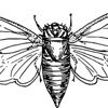 Cicada 3030 artwork