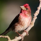 An Ever-Growing Library of Bird Sounds