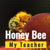 Honey Bee My Teacher artwork