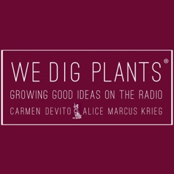 Episode 193: The Garden Awakening