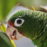 Saving the Puerto Rican Parrot