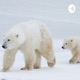 Polar bears- yarin and roni