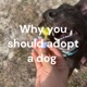 Why you should adopt a dog