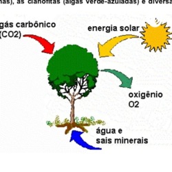 Estudando sobre fotossíntese