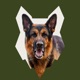 Fenrir German Shepherd Podcast