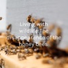 Living with wildlife:The disappearance of the honey bees  artwork