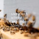 Living with wildlife:The disappearance of the honey bees 