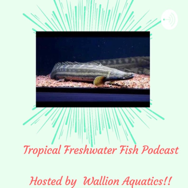 Tropical Freshwater fish Podcast. (TFF Podcast) Artwork