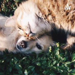 O convívio com os animais de estimação pode prevenir doenças 