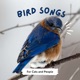 Blowing in the Wind - A bird song