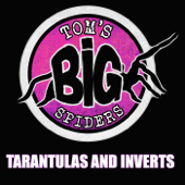 Tom's Big Spiders - Tarantulas and Inverts - Tom Moran